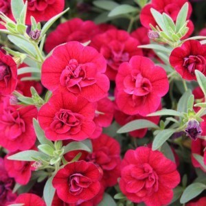 Calibrachoa Superbells Double Ruby_300x3007_300x300